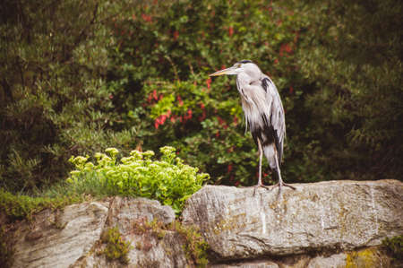 Great Blue Heron - left profile standingの写真素材