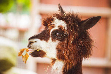 Portrait of Fluffy young Alpaca Vicugna pacos white and brownの写真素材