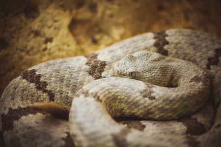 Malayan Pit Viper Snake sleeping on sand