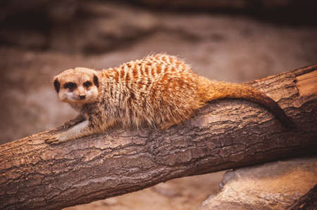 Cute young meerkat  playing in zoo denmarkの写真素材
