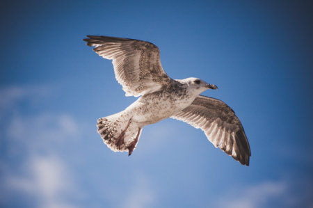 one flying seagull in sky with clouds and bright sun