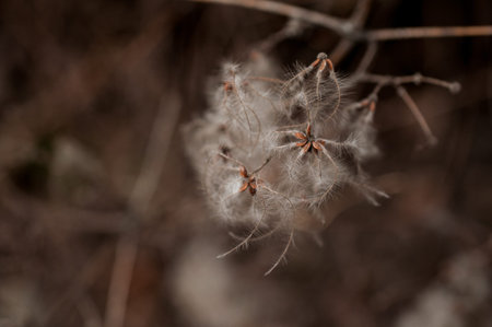 close up view of seeds f clematis vitalba flower