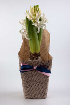 white Flower hyacinth in a present pot on white backgroundの写真素材
