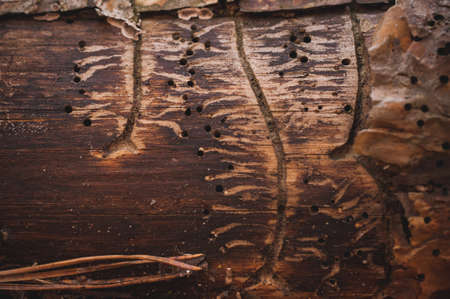 bark beetle gallery engraving on spruce wood marksの写真素材
