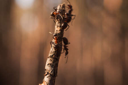 ants on a stick, finding some food . blurred backgroundの写真素材
