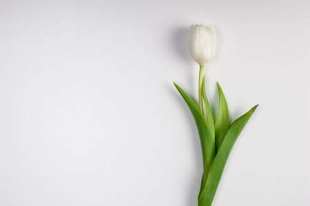 a beautiful white easter spring tulip isolated on white backgroundの写真素材