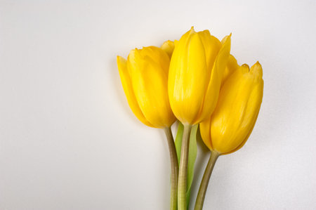 Yellow tulips isolated  on a white backgroundの写真素材