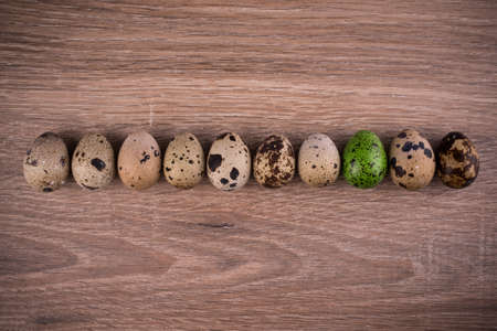 Spotted Quail eggs in  row with one green egg on wooden backgroundの写真素材