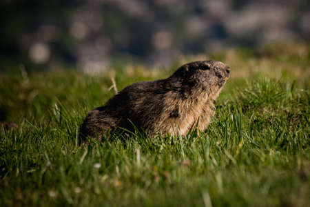 Alpine marmot Marmota marmota looking backward, This animal is found in mountainous areas of central and southern Europeの写真素材