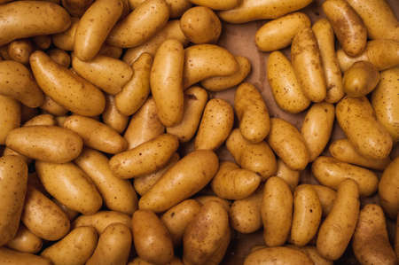full frame background with lots of potatoesの写真素材