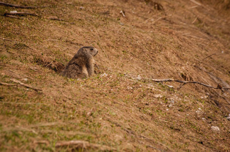 A curious marmot watching out his lair. Alps