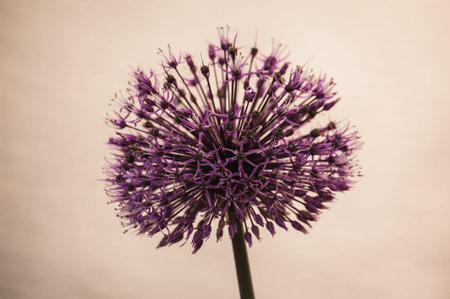 Allium Decorative onion Purple flower like a ball