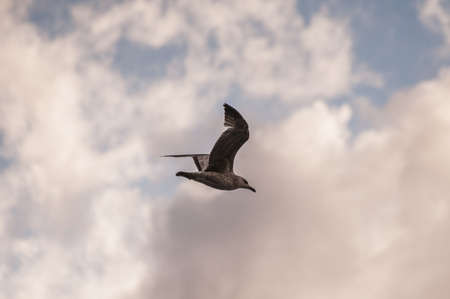 Black headed Gull Larus ridibundus in flightの写真素材