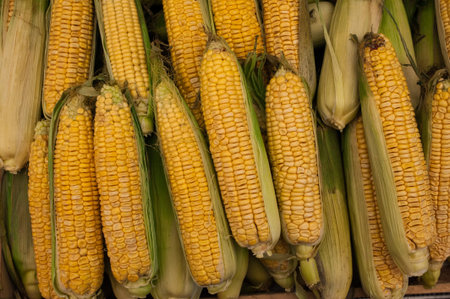 Raw Organic Yellow Seet Corn Ready to Cook