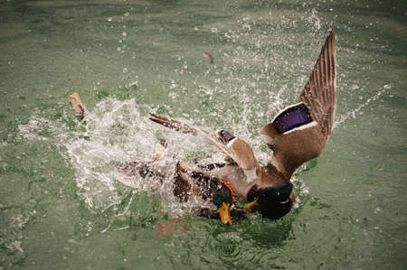 Wild ducks fight for a female in waterの写真素材