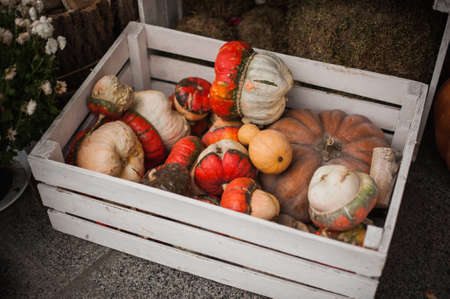 Pumpkins in a wooden box decor in a rustic styleの写真素材