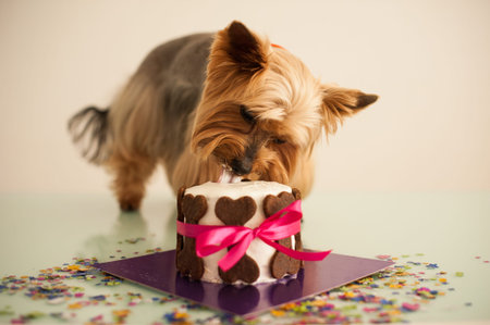 york dog in eats a small birthday cake