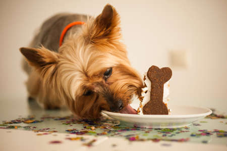 york dog in eats a small birthday cakeの写真素材