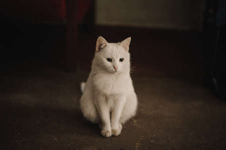 White cat sitting on ground outside not looking in cameraの写真素材