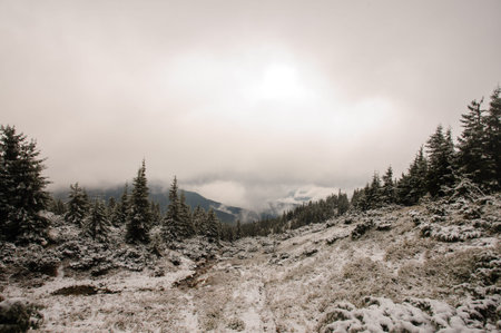 Beautiful winter landscape in the mountains with pines