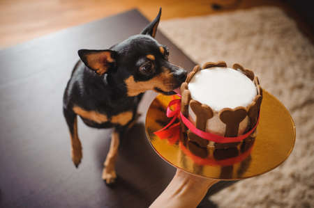 toy terirer  eating  birthday cake decorated with bone shaped cookies hold by womanの写真素材