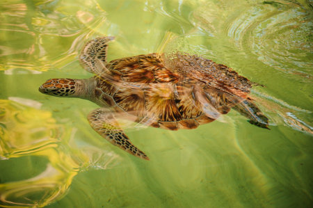 Green beautiful turtle swiming under the water