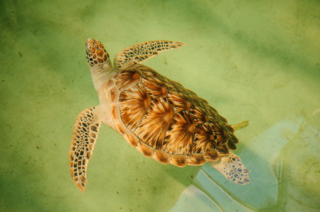 Green sea turtle swimming with her head up