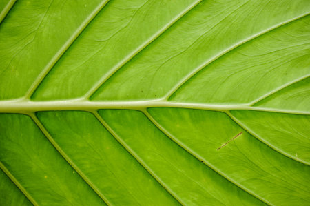 big green leaf texture horisontal beautiful background