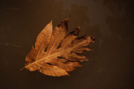 texture of autumn leave on water nature backgroundの写真素材