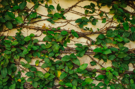 the tree climbing on the white beige wall.