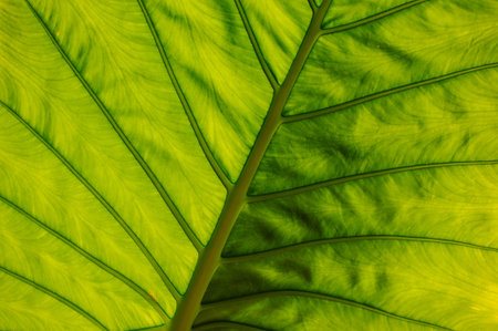 big green leaf texture horisontal beautiful background