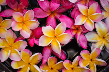 beautiful pink frangipani flower texture Background close upの写真素材