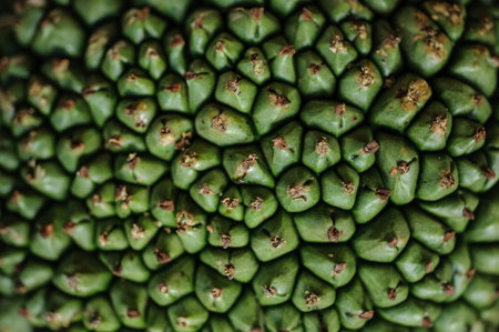Screw Pine Pandanus tectorius or Pandanus odoratissimus texture
