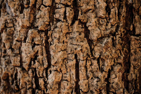 closeup of old tree texture nature background の写真素材