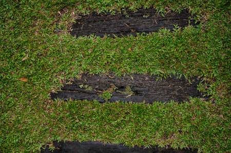 Wooden boardwalk path through field of tall green grass  horizontalの写真素材