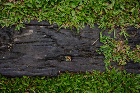 Wooden boardwalk path through field of tall green grass  horizontalの写真素材