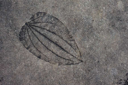Leaf imprint on cement texture horizontal  backgroundの写真素材
