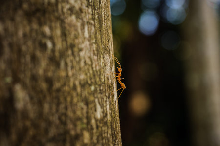Weaver Ant side view on tree selective focus