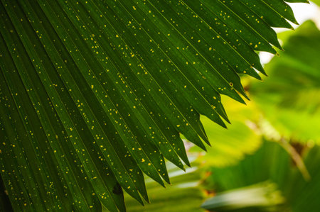 Closeup to green palm leaf Livistona Rotundifolia palm tree texture background