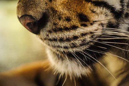 close-up on a Tiger's face selective focus