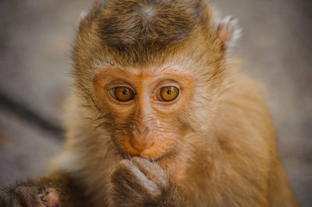 one cute baby monkey eating close up