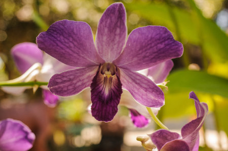 Beautiful bright purple orchid  flower - phalaenopsis on natural background