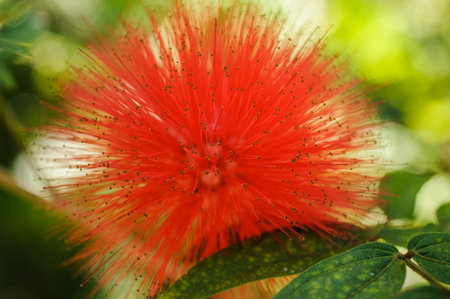 Bright red fluffy tropical flower natural background