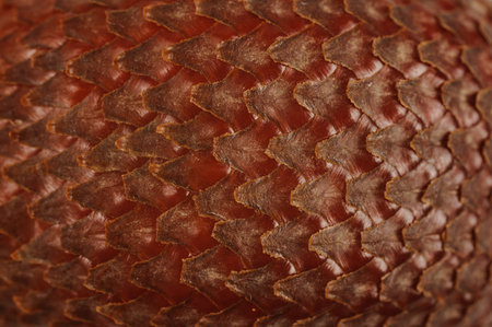Salak or snake fruit texture as backgroundの写真素材