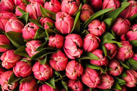 Fresh bright pink tulips with green leaves nature spring background. flower textureの写真素材
