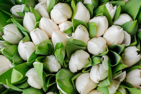 Fresh white tulips with green leaves nature spring background. flower texture