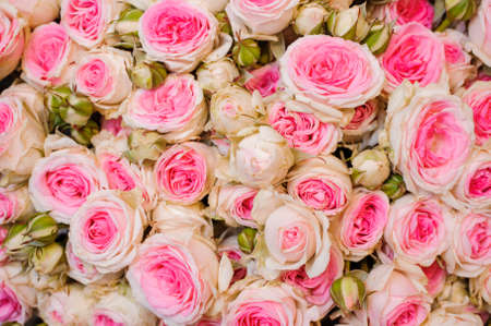 Background image of small fresh light pink roses . flower textureの写真素材