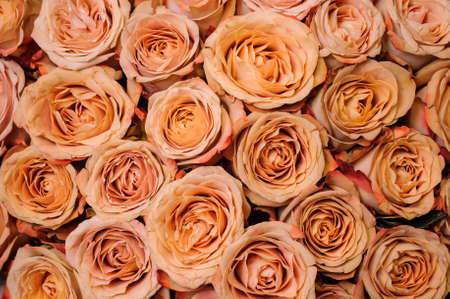 Background image of small fresh beige orange roses . flower textureの写真素材