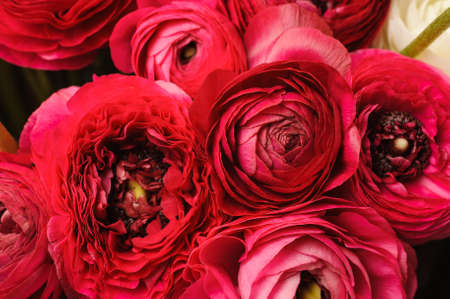 Close up of vivid red ranunculus flower backgroundの写真素材