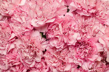 Beautiful background of pink carnation top viewの写真素材